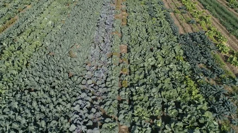 Drone view of green orchard fields in Madrid, Spain (3) Stock Footage 111964279