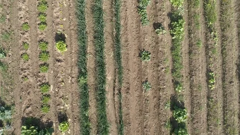 Drone view of green orchard fields in Madrid, Spain (4) Stock Footage 111964379
