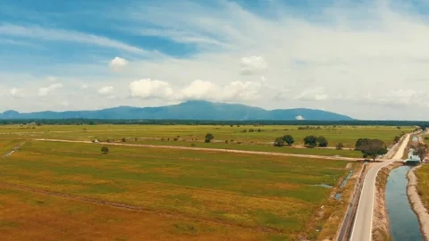 Drone View of Green Paddy Field With Blue Mountain in Background Stock Footage 147233159