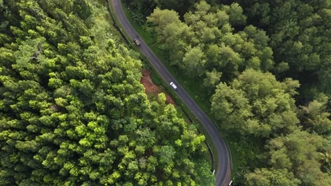 Drone view of the green pine forest with a road in the middle (raw footage) Stock Footage 167939369