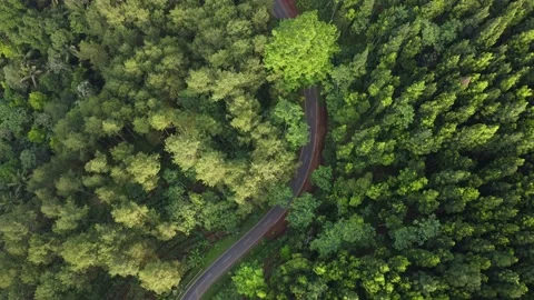 Drone view of the green pine forest with a road in the middle (raw footage) Stock Footage 167940488