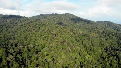Drone view green rainforest Stock Footage 158196136