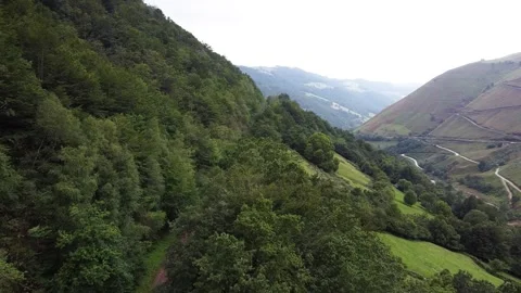 Drone view of green trees Stock Footage 259835615