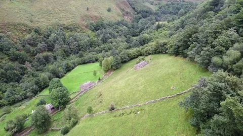 Drone view of green trees Stock Footage 259836731