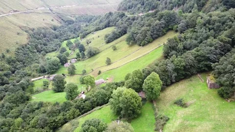 Drone view of green trees growing on slope of mountain Stock Footage 259836030