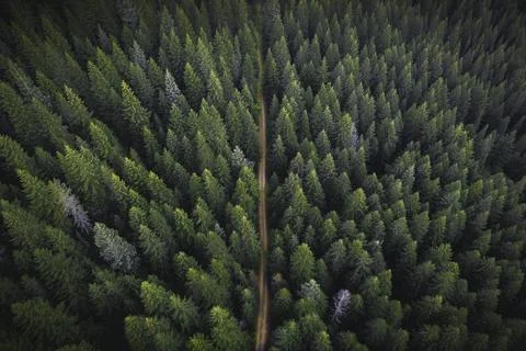 Drone view of a greenery forest with a dirt road Stock Photos