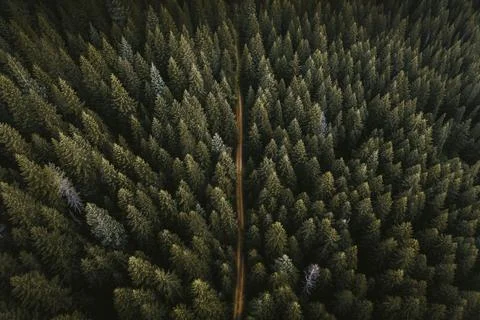 Drone view of a greenery forest with a dirt road Stock Photos