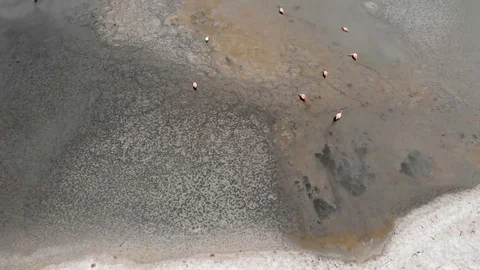 Drone view of Group of beautiful pink flamingos walking and feeding in the lake. Stock Footage 125484511