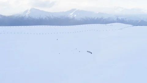 Drone view of group of pro athletes cross-country skiing in winter countryside Stock Footage 121583083