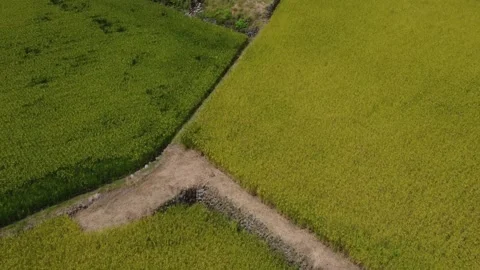Drone view of harvest concept clip. Stock Footage 199419159
