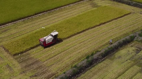 Drone view of harvest concept clip. Stock Footage 199552169