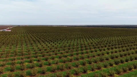 Drone view of healthy crop fields showcasing agricultural practices Video stock 321545503