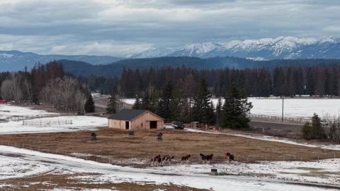 Drone view of a herd of bison grazing on a snow-dusted pasture near a rustic Stock Footage 333450823