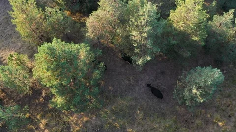 Drone view of herd of cattle Stock Footage 283638582