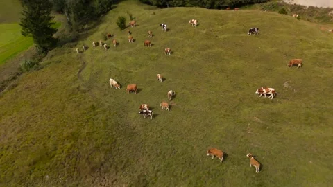 Drone view of herd of cows grazing on green free-range hill in Bavarian Alps in Stock-Footage 286227332