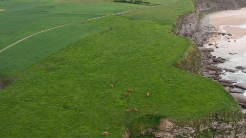 Drone view of a herd of cows pasturing in the beach cliffs Stock Footage 112244496