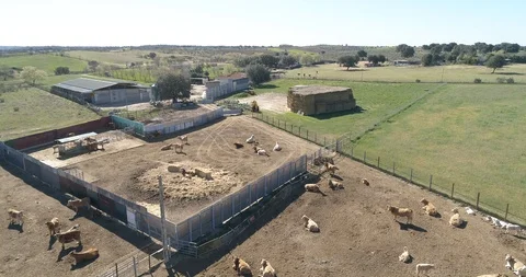 Drone view of a herd of cows in a spanish farm (1) Stock Footage 111949028