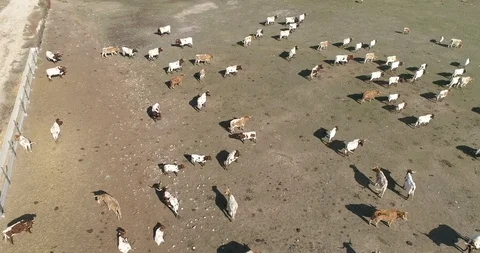 Drone view of a herd of cows in a spanish farm (2) Stock Footage 111949076