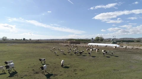 Drone view of a herd of cows in a spanish farm (4) Stock Footage 111949304