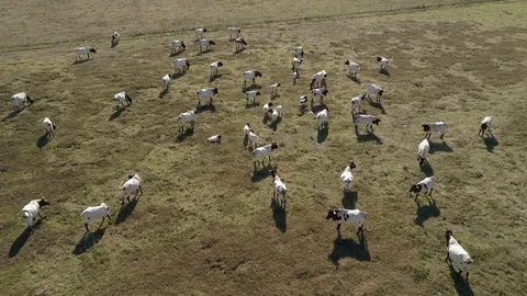 Drone view of a herd of cows in a spanish farm (5) Stock Footage 111949362
