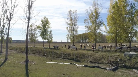 Drone view of a herd of cows in a spanish farm (6) Stock Footage 111949446