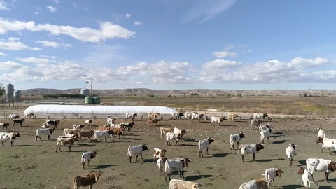 Drone view of a herd of cows in a spanish farm (7) Stock Footage 111949563