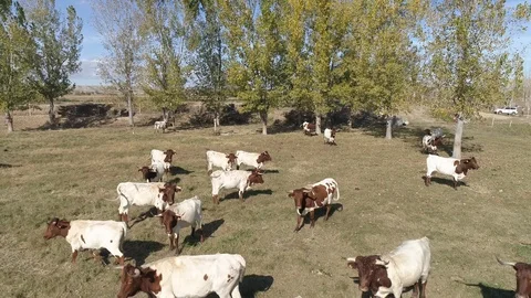 Drone view of a herd of cows in a spanish farm (8) Stock Footage 111949694
