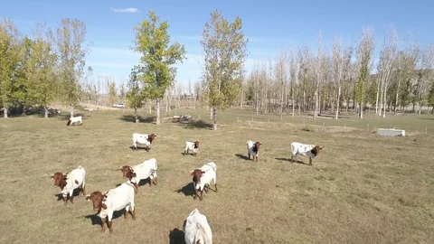Drone view of a herd of cows in a spanish farm (9) Stock Footage 111949701