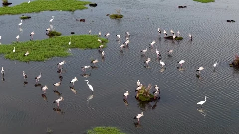 Drone view highlights Asian openbill bird wading Stock Footage 329367830