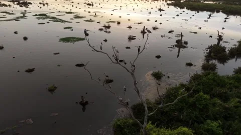Drone view highlights Asian openbill bird resting on tree canopy Видео 332207966