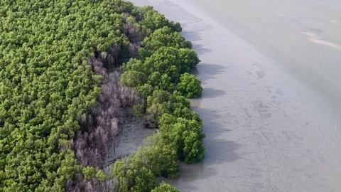 Drone view highlights dry mangrove tree with barren branches Видео 329347739