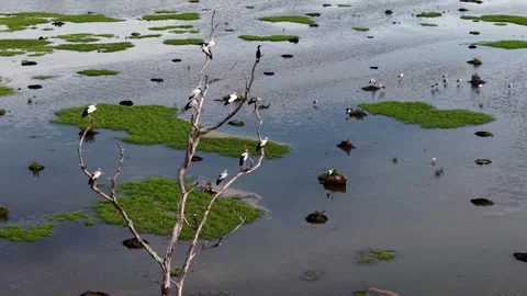 Drone view highlights flock of Asian openbill storks Stock Footage 332202290