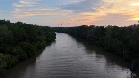 Drone view highlights river surrounded by mangrove forest Видео 329238319