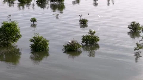 Drone view highlights white egret resting on young mangrove tree Видео 329349659
