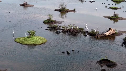 Drone view highlights white egret perched in wetland waters Video stock 329362704