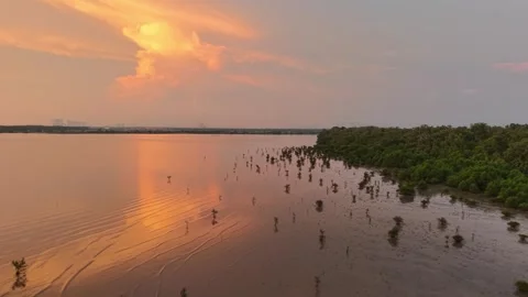 Drone view highlights young mangrove saplings standing in shallow water Видео 329238407