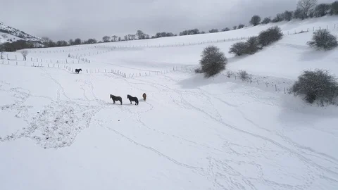 Drone view of horses galloping in fresh snow Stock Footage 111949351