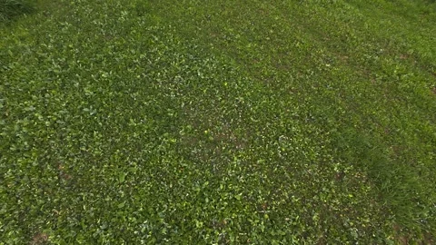 Drone view hovering directly over a lush green agricultural food plot Stock Footage 341810593