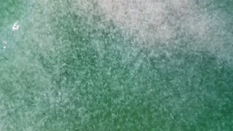 Drone view at Huge flock of jellyfish teeming in the green water of Black Sea Stock Footage 284001476