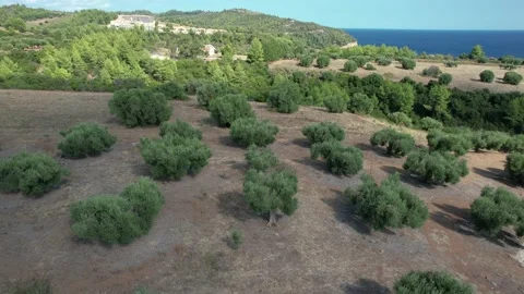 Drone view of huge plantations of olive trees. Stock Footage 164880677