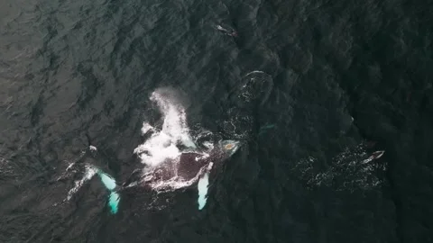 Drone View of Humpback Whale and Dolphins Surfacing Together Stock Footage 337051833