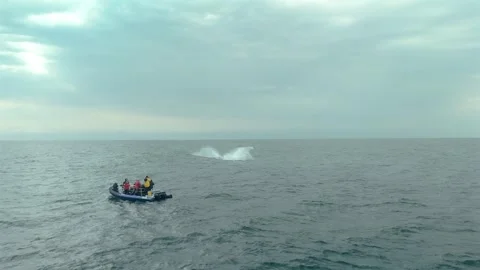 Drone view of humpback whale breaching near RHIB during Sardine Run Stock Footage 337051405