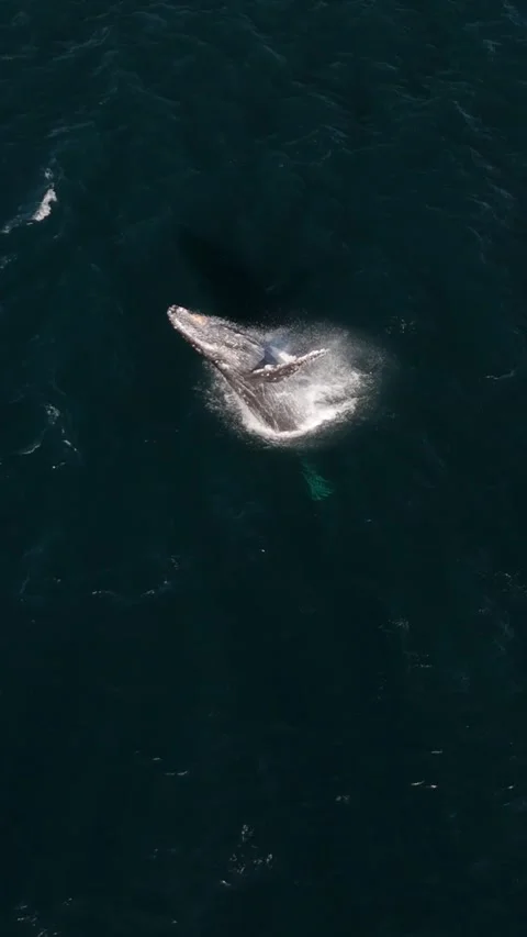 Drone view of humpback whale breaching, annual migration South Africa Stock Footage 340068807