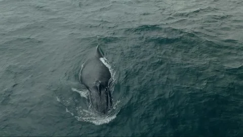 Drone View of Humpback Whale Surfacing and Breathing Stock Footage 337051790