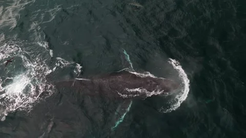 Drone View of Humpback Whale Tail Slapping with Common Dolphins Stock Footage 337051772