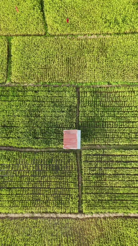 Drone view hut field Stock Footage 302102229