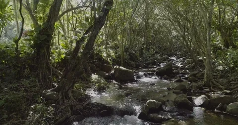 Drone view inside of a forest and the river, hanalei kauai, hawaii Stock Footage 135323494