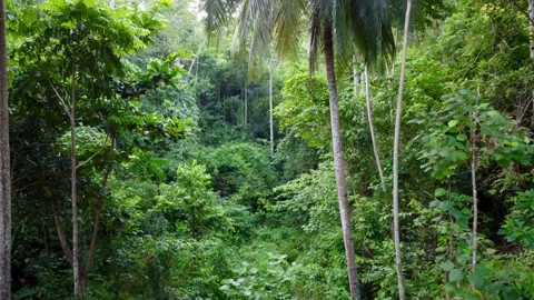 Drone view inside tropical forest Indonesia Sulawesi Video stock 152248944