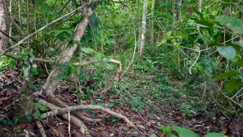 Drone view inside tropical forest Indonesia Sulawesi Video stock 152249169