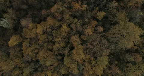 Drone view of Irati forest during autumn in Navarra, Spain Stock Footage 111836857